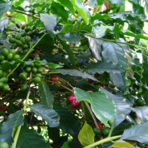 Jamaica Blue Mountain Coffee plants