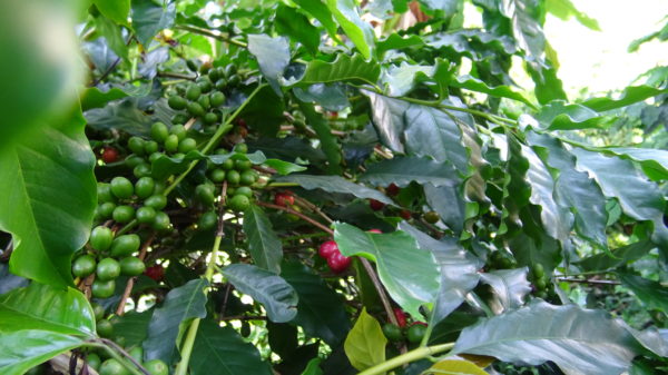 Jamaica Blue Mountain Coffee plants